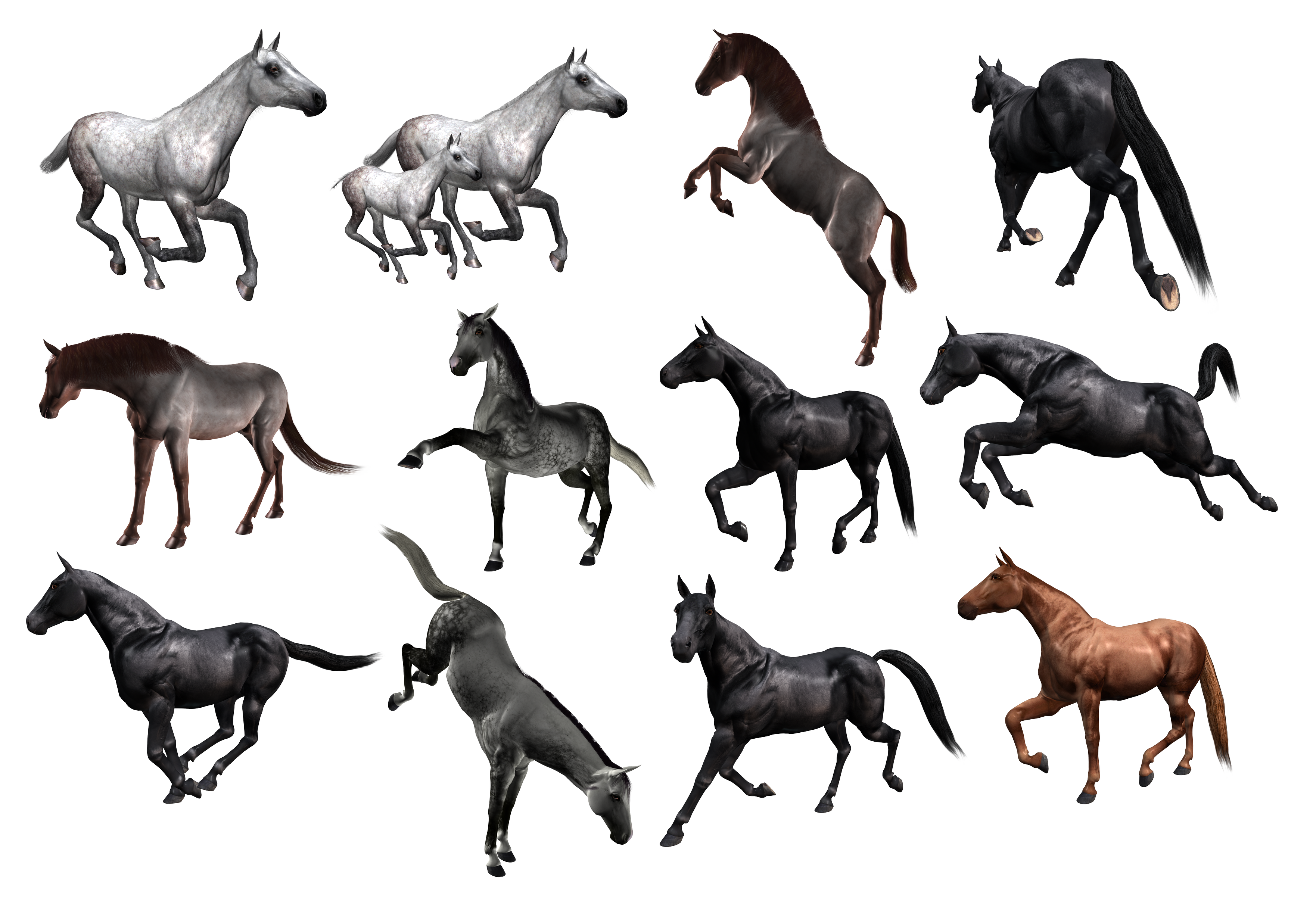 گلچین تصاویر اسب های مختلف دوربریده شده PNG پی ان جی 