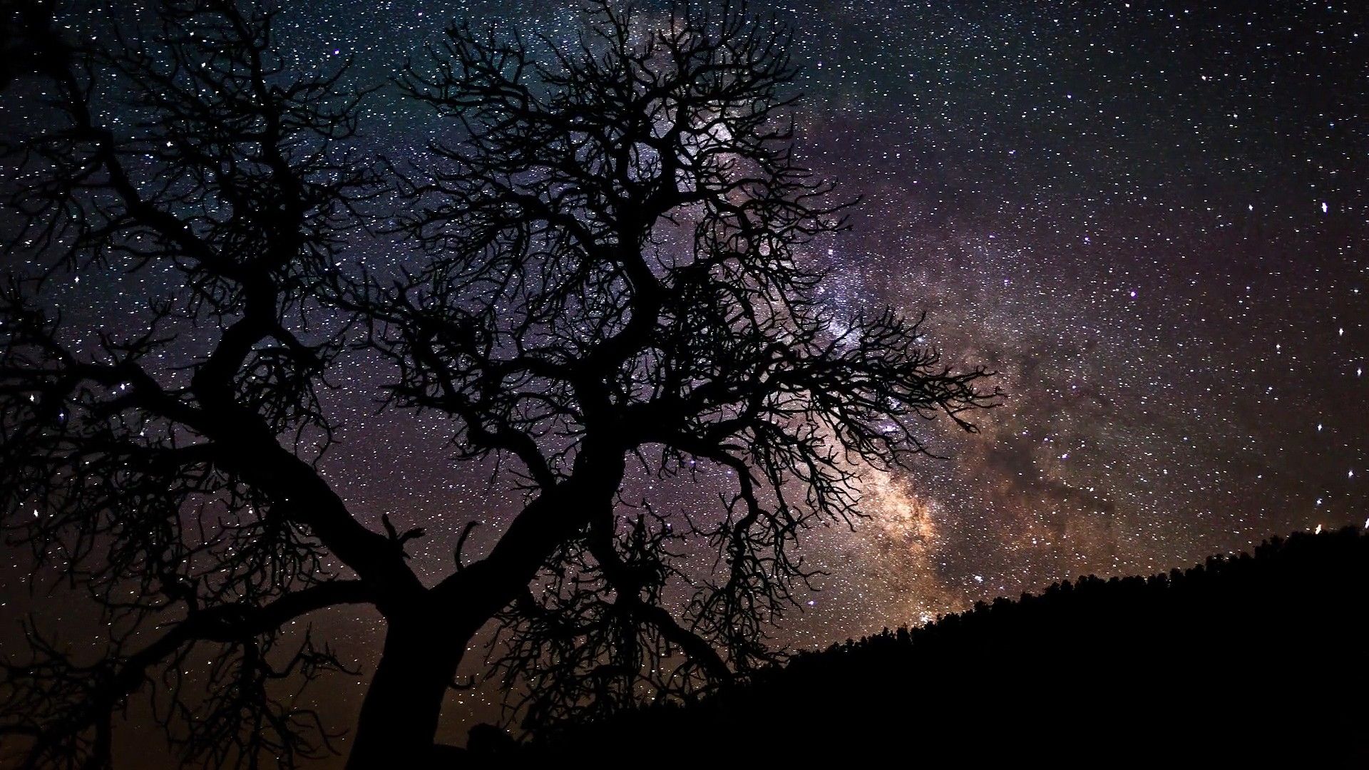 شاخه های درخت زیر آسمان پر از ستاره در شب تاریک