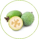 میوه چیکو یا ساپودیلا یک میوه استوایی و بومی آمریکای مرکزی