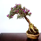 چاپ قاب موبایل و گوشی زمینه درخت بونسای با شکوفه های صورتی و ریشه های تماشایی