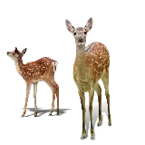 چاپ قاب موبایل و گوشی عکس PNG پی ان جی گوزن های واقعی و وحشی گوگولی دوربری شده و بدون زمینه