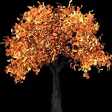 چاپ قاب موبایل و گوشی بهترین عکس پی ان جی png درخت پاییزی با کیفیت بالا 
