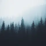 والپیپر ها و تصاویر زمینه منظره درختان کاج سر سبز و زیبا