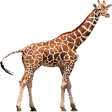 چاپ قاب موبایل و گوشی تصویر واقعی زرافه با فرمت پی ان جی PNG و کیفیت فور کی