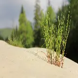 چاپ قاب موبایل و گوشی دانلود استوک از چمن ساحلی در طبیعت با زمینه مات