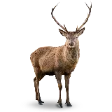 چاپ قاب موبایل و گوشی پر بازدیدترین عکس پی ان جی png گوزن قهوه ای با بک گراند مشکی 