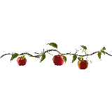 چاپ قاب موبایل و گوشی عکس ساده شاخه درخت سیب با سیب های قرمز و زمینه سفید 