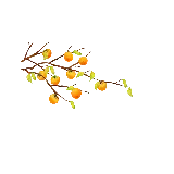 چاپ قاب موبایل و گوشی فایل png و تصویر دوربری شده شاخه درخت نارنگی های نارنجی