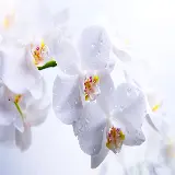 چاپ قاب موبایل و گوشی والپیپر ناز قطرات باران روی برگ های لطیف ارکیده