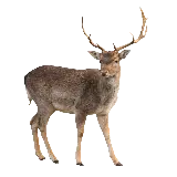 چاپ قاب موبایل و گوشی دانلود عکس خارق العاده و جذاب گوزن واقعی با فرمت PNG پی ان جی 