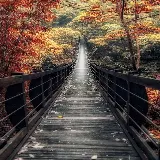 والپیپر پل چوبی در جنگل پاییزی رنگارنگ با کیفیت بالا