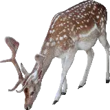 چاپ قاب موبایل و گوشی دانلود عکس PNG و دور بری شده گوزن واقعی و وحشی در حال غذا خوردن 