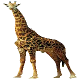 چاپ قاب موبایل و گوشی دانلود خاص ترین عکس پی ان جی PNG زرافه واقعی با گردن بلند 