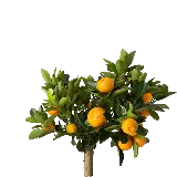 چاپ قاب موبایل و گوشی طرح فايل لايه باز PNG و عکس دوربری شده درخت نارنگی