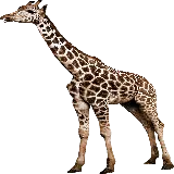 چاپ قاب موبایل و گوشی عکس بدون زمینه PNG زرافه واقعی برای بنرهای تبلیغاتی باغ وحش