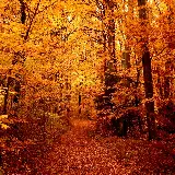 زیباترین تصاویر جنگل های رنگارنگ در فصل زیبای پاییز با کیفیت HD