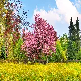 چاپ قاب موبایل و گوشی والپیپر رویایی از شکوفه های گیلاس مخصوص دسکتاپ ویندوز