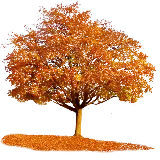 چاپ قاب موبایل و گوشی دانلود تصویر پی ان جی درخت پاییزی فوق العاده زیبا و چشمگیر 