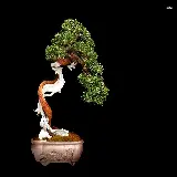 چاپ قاب موبایل و گوشی جدیدترین عکس درخت بونسای با تنه دو قسمی پیچ در پیچ