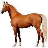 چاپ قاب موبایل و گوشی دانلود رایگان عکس اسب واقعی کیوت قهوه ای پی ان جی PNG