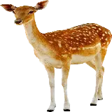 چاپ قاب موبایل و گوشی دانلود عکس گوزن واقعی بدون شاخ با فرمت PNG پی ان جی 