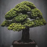 چاپ قاب موبایل و گوشی درختچه بونسای کوتاه و پهن با قدمت بیش از هزار سال