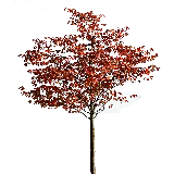 چاپ قاب موبایل و گوشی دانلود تصویر گرافیکی درخت پاییزی زیبا و جذاب با فرمت پی ان جی PNG و دور بری شده 