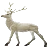 چاپ قاب موبایل و گوشی دانلود عکس گوزن واقعی سفید و فوق العاده زیبا با فرما پی ان جی  PNG