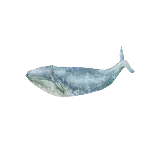 چاپ قاب موبایل و گوشی دانلود عکس ساده نهنگ PNG پی ان جی دور بری شده 