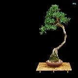 چاپ قاب موبایل و گوشی درخت بونسای با تنه هلالی شکل در یک بشقاب چوبی