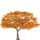 چاپ قاب موبایل و گوشی عکس درخت پاییزی پی ان جی png دور بری شده بدون بک گراند 