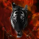 چاپ قاب موبایل و گوشی عکس زمینه ادیت شده ببر Tiger واقعی با بک گراند قرمز