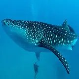 چاپ قاب موبایل و گوشی عکس با کیفیت کوسه نهنگ یا وال کوسه whale shark واقعی 