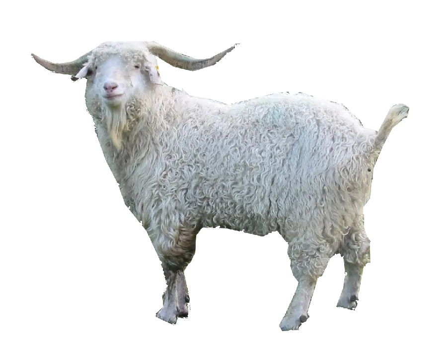 عکس زیبای گوسفند شاخ دار با پشم های سفید