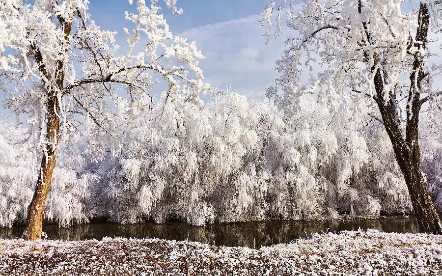 تصویر زمینه طبیعت زیبای زمستانی و درختان محصور میان برف ها