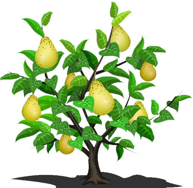 عکس دیدنی از درخت گلابی های تازه و خوشمزه با فرمت PNG