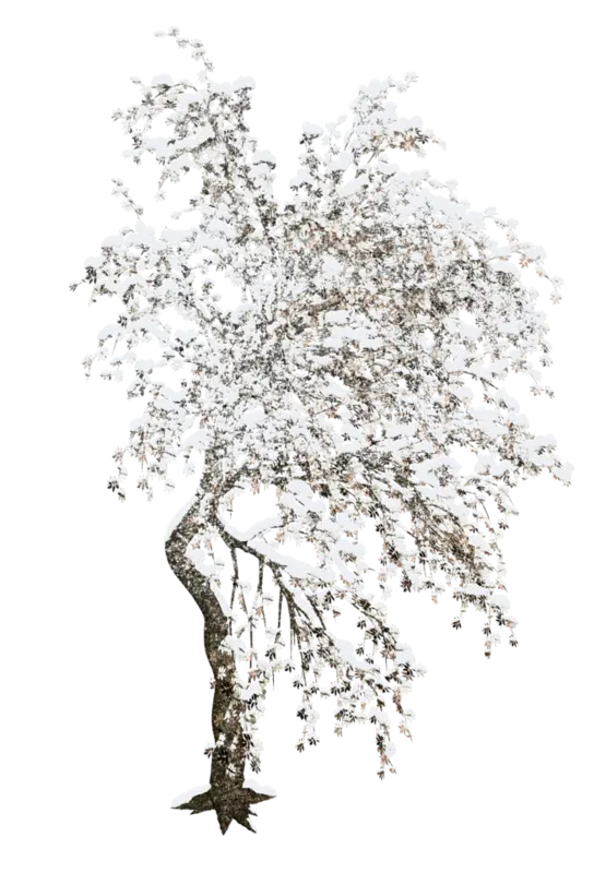 تصویر پی ان جی PNG و دور بری شده درخت برفی سفید پوش بدون زمینه 