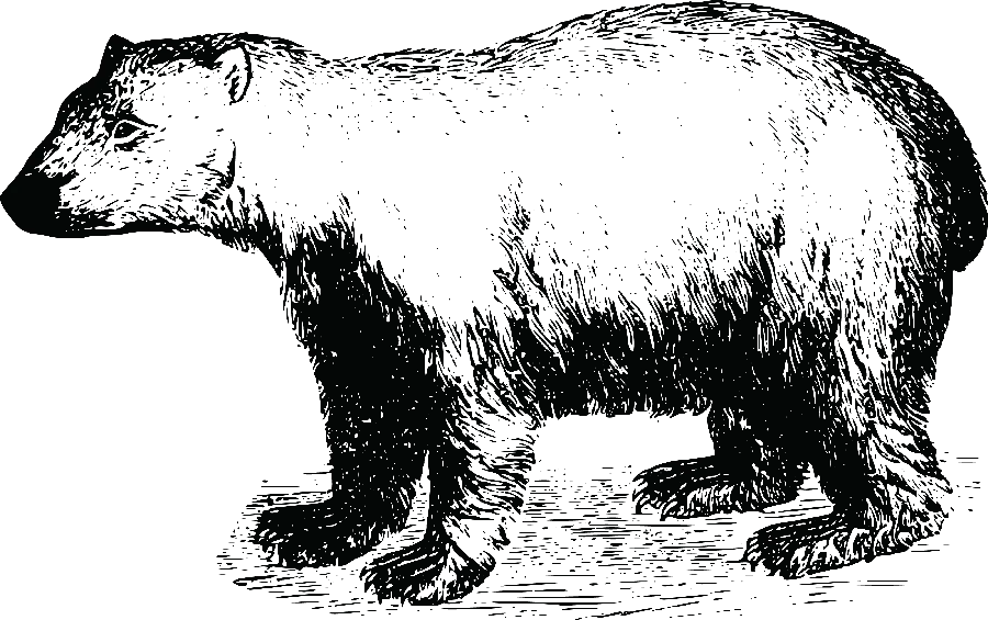 عکس خرس سیاه و سفید دور بری شده بدون زمینه png مخصوص چاپ
