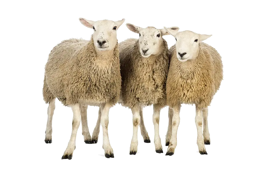 زیباترین عکس گله گوسفندان برای استفاده در وبلاگ ها