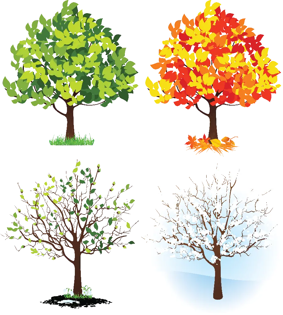 عکس درخت tree در چهار فصل سال به صورت فایل پی ان جی