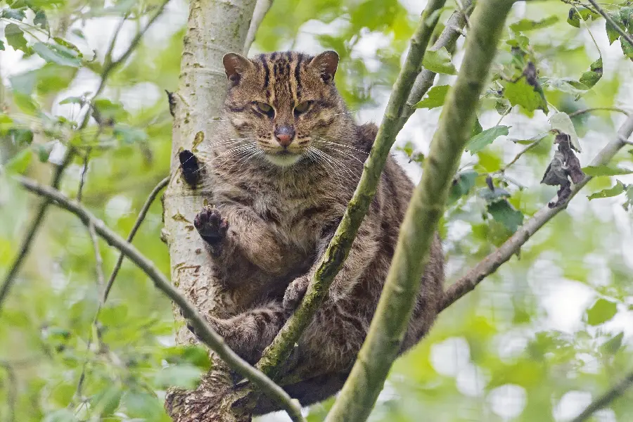 تصویر گربه ی وحشی روی درخت در طبیعت برای بکگراند دوستداران حیوانات