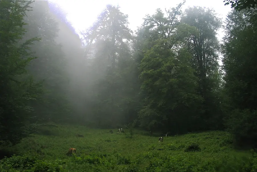 تصویر استوک جنگل های سرسبز با درختان تنومند و بلند 