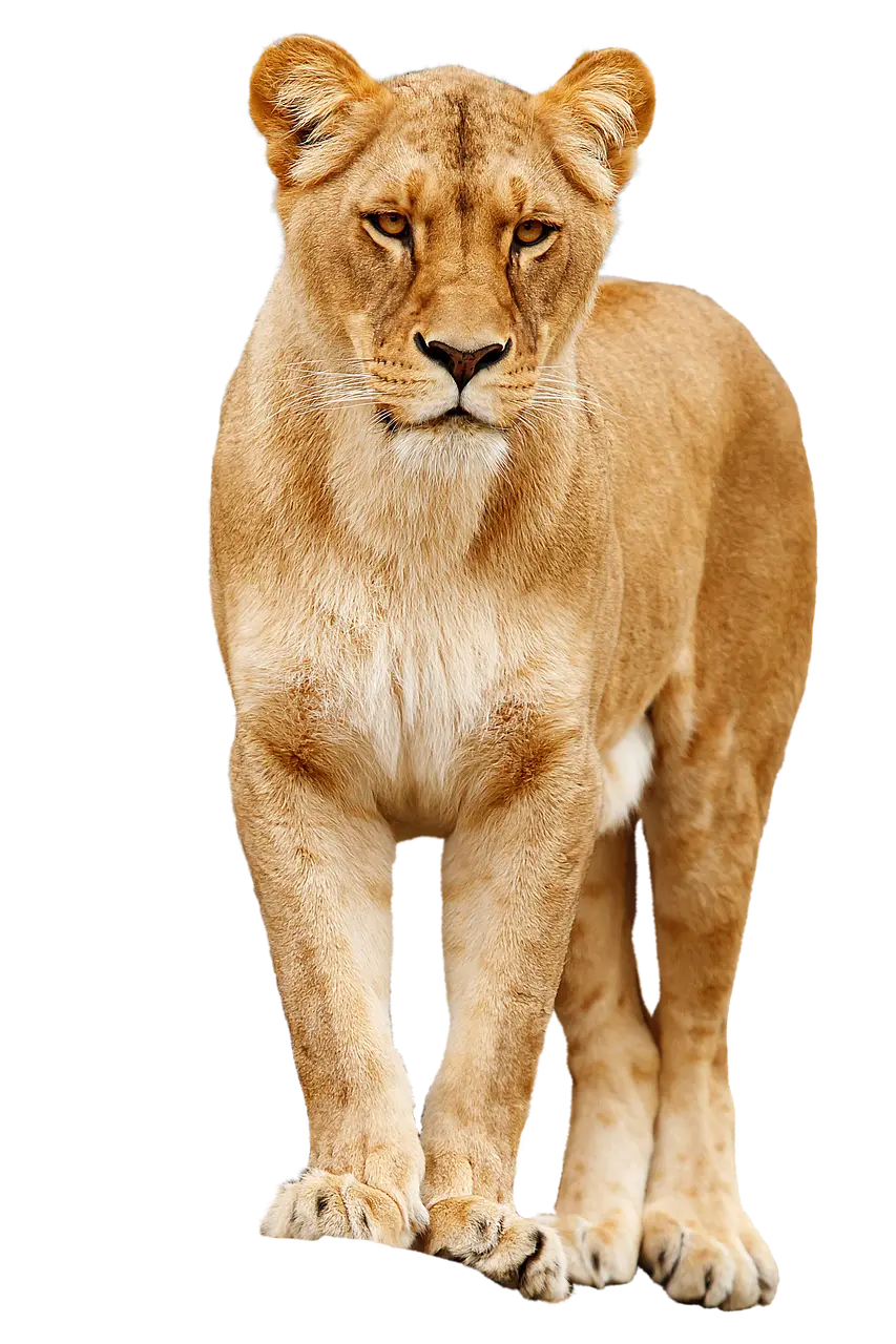 عکس png شیر ماده از نمای رو به رو با کیفیت بالا