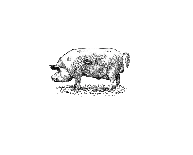 دانلود کاملا رایگان عکس به صورت PNG از نقاشی خوک