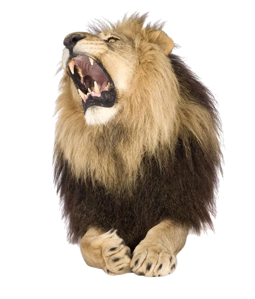 دانلود عکس غرش شیر نر با یال دو رنگ png با کیفیت بالا