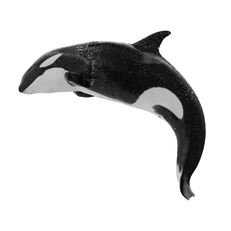 دانلود عکس نهنگ قاتل Orca بدون پس زمینه با کیفیت خوب 