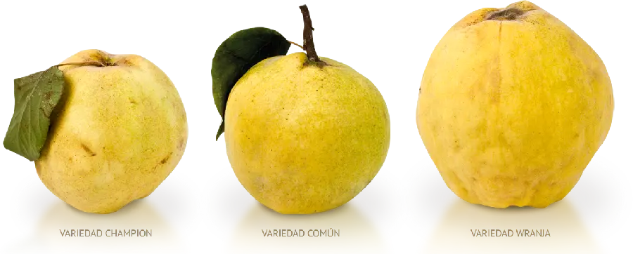 عکس پی ان جی png میوه رسیده و نرسیده به با کیفیت بالا 