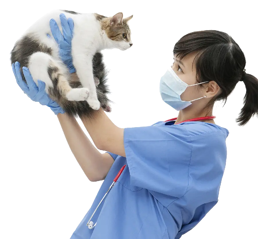 عکس بدون زمینه دامپزشک زن در حال معاینه گربه با فرمت PNG