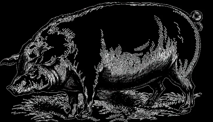 دانلود عکس PNG با طرح نقاشی خوک برای چاپ در کتاب های رنگ آمیزی