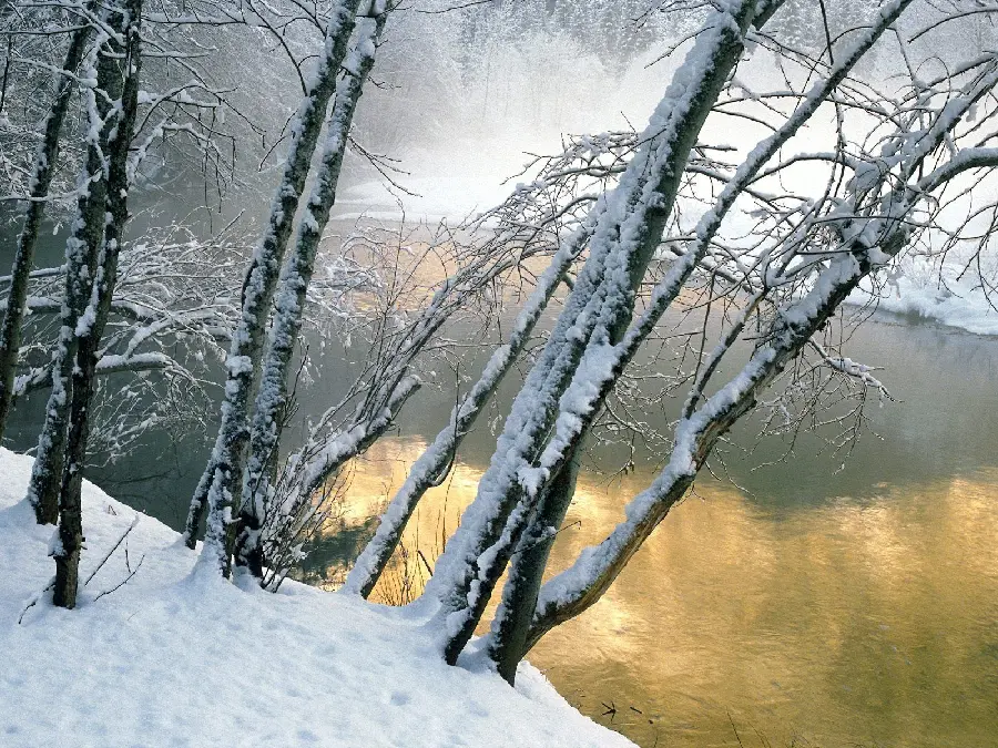 دانلود والپیپر درختان توسکا در میان برف زمستانی